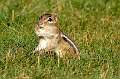 49: Chipmunk-1