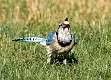 118: Jay - Blue-3