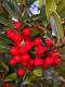 58: CarolAnnManfria_2024-123
