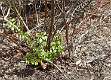95: DavidWolk_2025-15