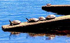 28: AlanToplitz_2025-18