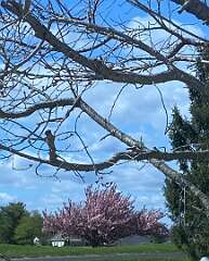 2: BerniceBailine_2025-1