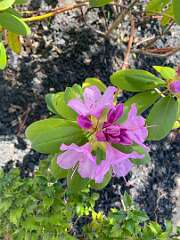 17: BerniceBailine_2025-4