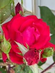 111: BerniceBailine_2025-5