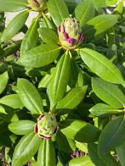 60: BerniceBailine_2025-6