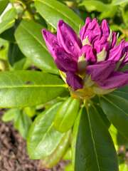 124: BerniceBailine_2025-7