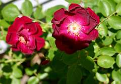 11: DonManfria_2025-105