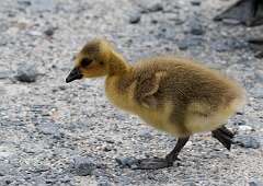 88: MarkShelly_2025-101