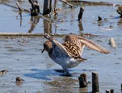 100: MarkShelly_2025-107