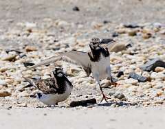 112: MarkShelly_2025-111