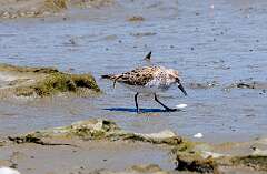 135: MarkShelly_2025-115