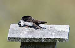 56: MarkShelly_2025-116