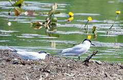 52: MarkShelly_2025-121