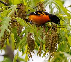 87: MarkShelly_2025-126