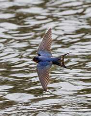 74: MarkShelly_2025-130