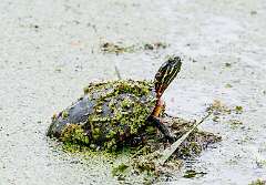 127: MarkShelly_2025-137