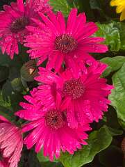 18: BerniceBailine_2025-10