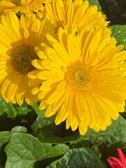 19: BerniceBailine_2025-11