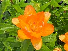 20: BerniceBailine_2025-12