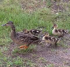 25: BerniceBailine_2025-17