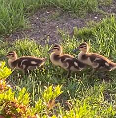 26: BerniceBailine_2025-18