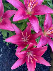 31: BerniceBailine_2025-23