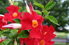 76: DonManfria_2025-142