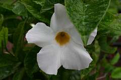 77: DonManfria_2025-143