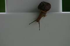 78: DonManfria_2025-144