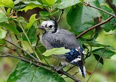 91: MarkShelly_2025-147