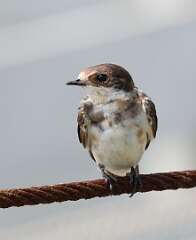 92: MarkShelly_2025-148