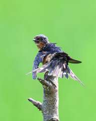 93: MarkShelly_2025-149