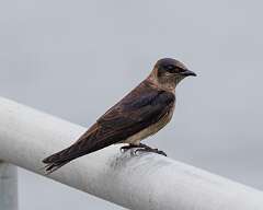 97: MarkShelly_2025-153