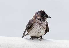 98: MarkShelly_2025-154