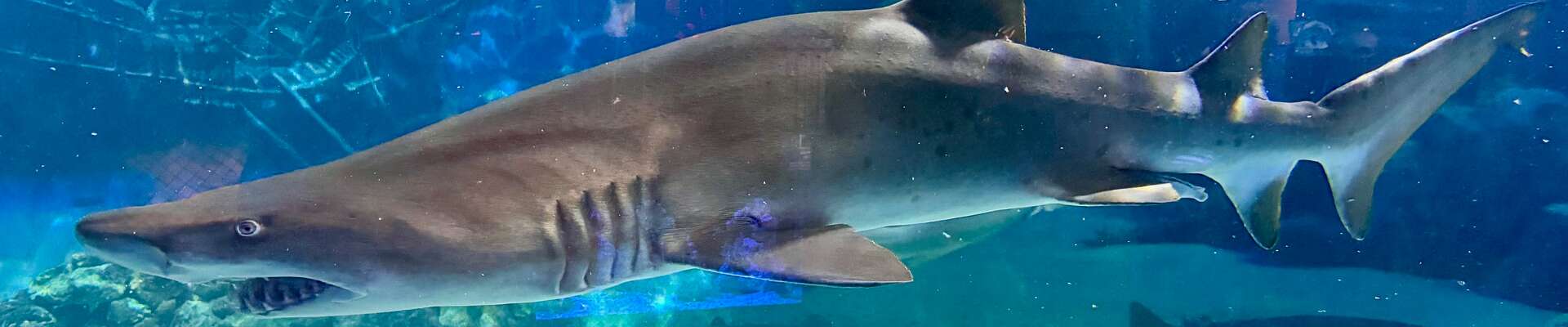 Click to show or hide the buttons