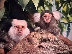 4: AlanToplitz_2025-46