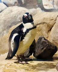 99: AlanToplitz_2025-49