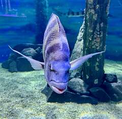 175: AlanToplitz_2025-50