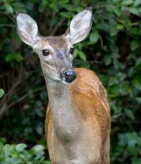 97: BillKirms_2025-164