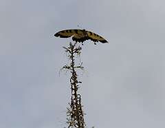 121: DonManfria_2025-184