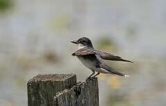 168: MarkShelly_2025-168