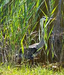 48: AlanToplitz_2025-85