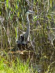 55: AlanToplitz_2025-86