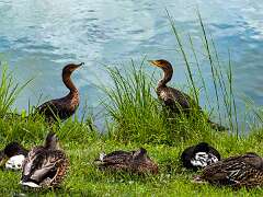 110: AlanToplitz_2025-87