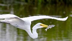 13: BillKirms_2025-196