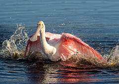 40: BillKirms_2025-198