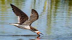 74: BillKirms_2025-199