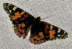 135: CarolAnnManfria_2025-1