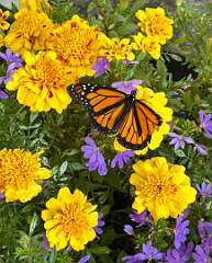 81: CarolAnnManfria_2025-10