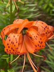 29: CarolAnnManfria_2025-11